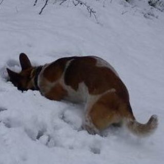 Pies kopie w śniegu