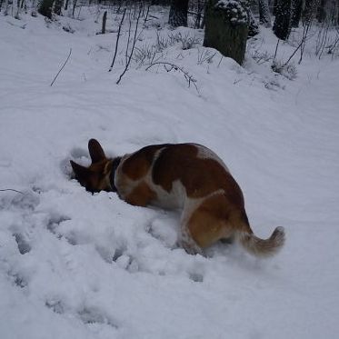 Pies kopie w śniegu