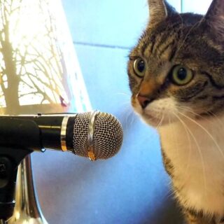 kot w radio